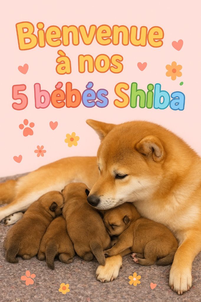 Chiot Shiba Laura Andriulo