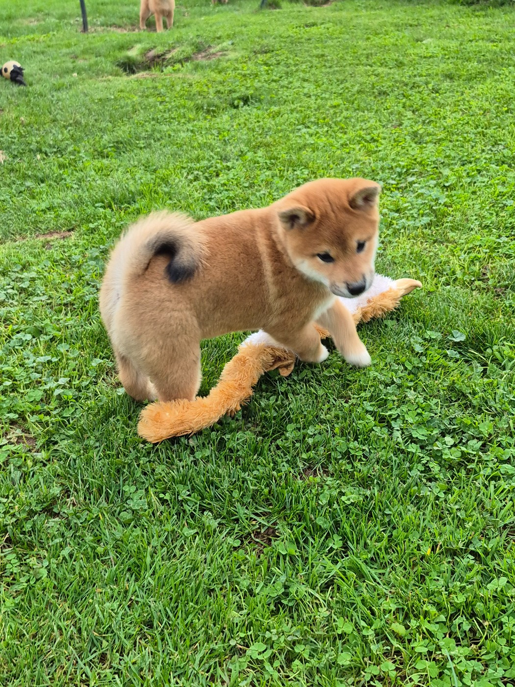 Laura Andriulo - Chiots disponibles - Shiba