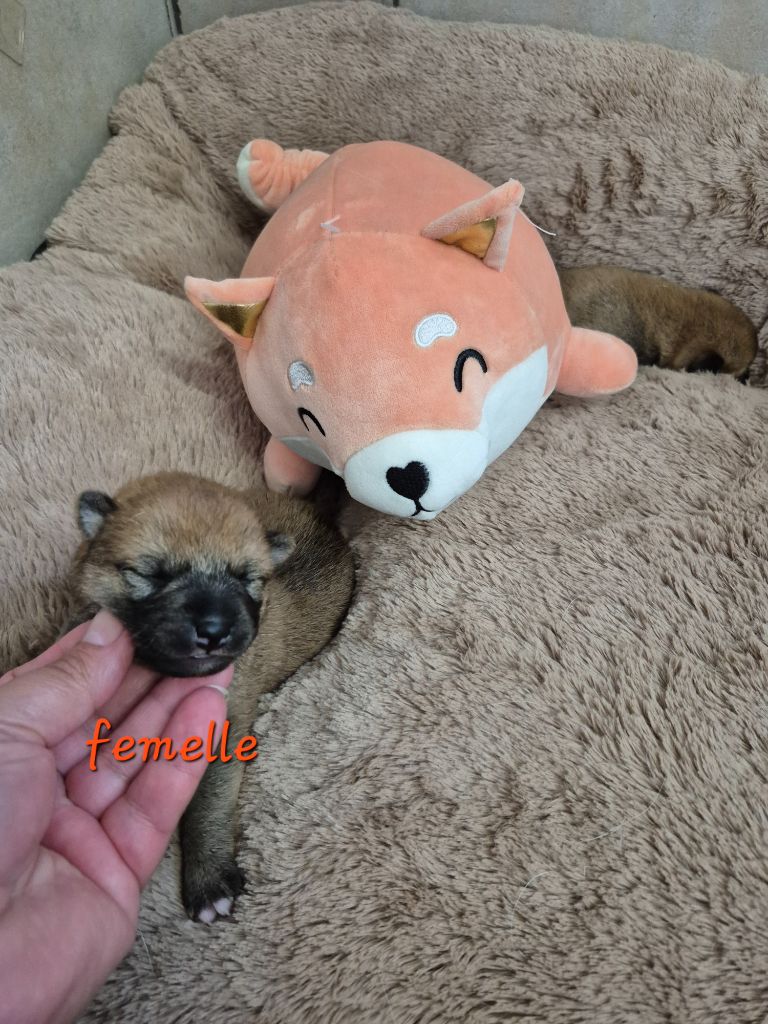 Laura Andriulo - Chiots disponibles - Shiba