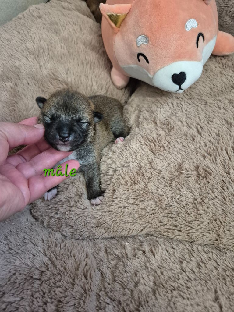 Laura Andriulo - Chiots disponibles - Shiba