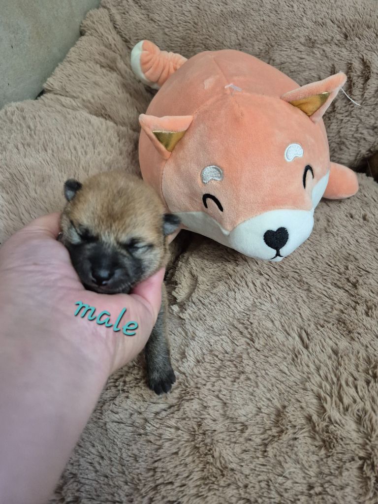 Laura Andriulo - Chiots disponibles - Shiba