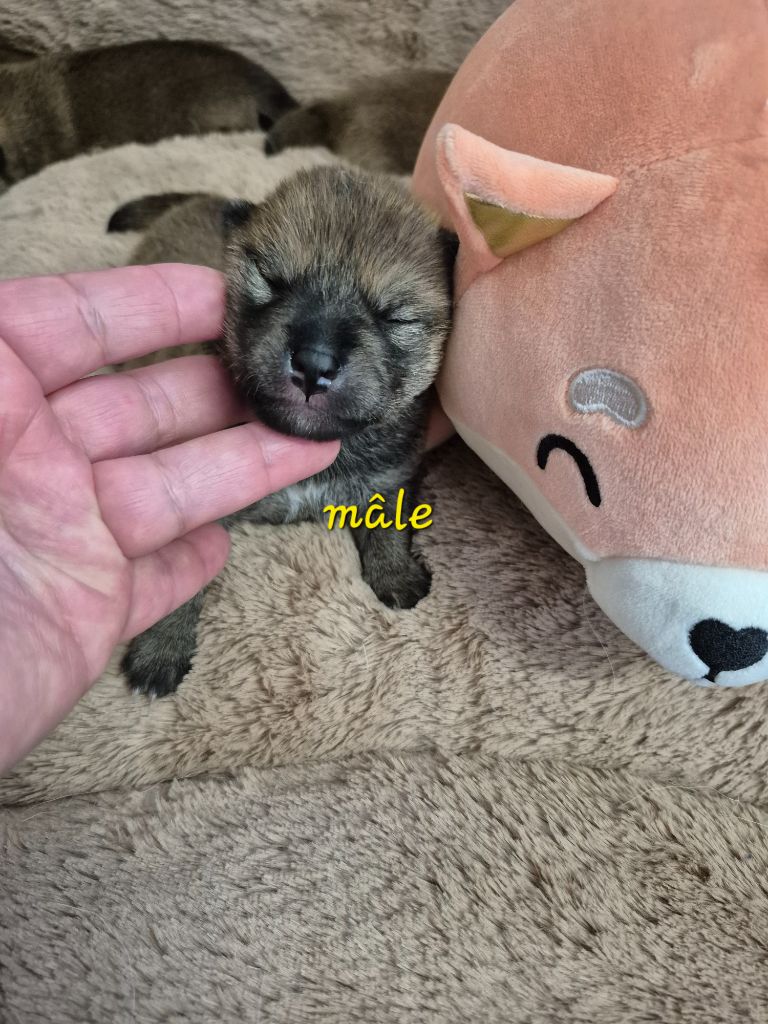 Laura Andriulo - Chiots disponibles - Shiba