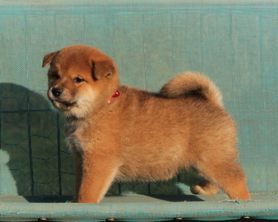 Laura Andriulo - Chiots disponibles - Shiba